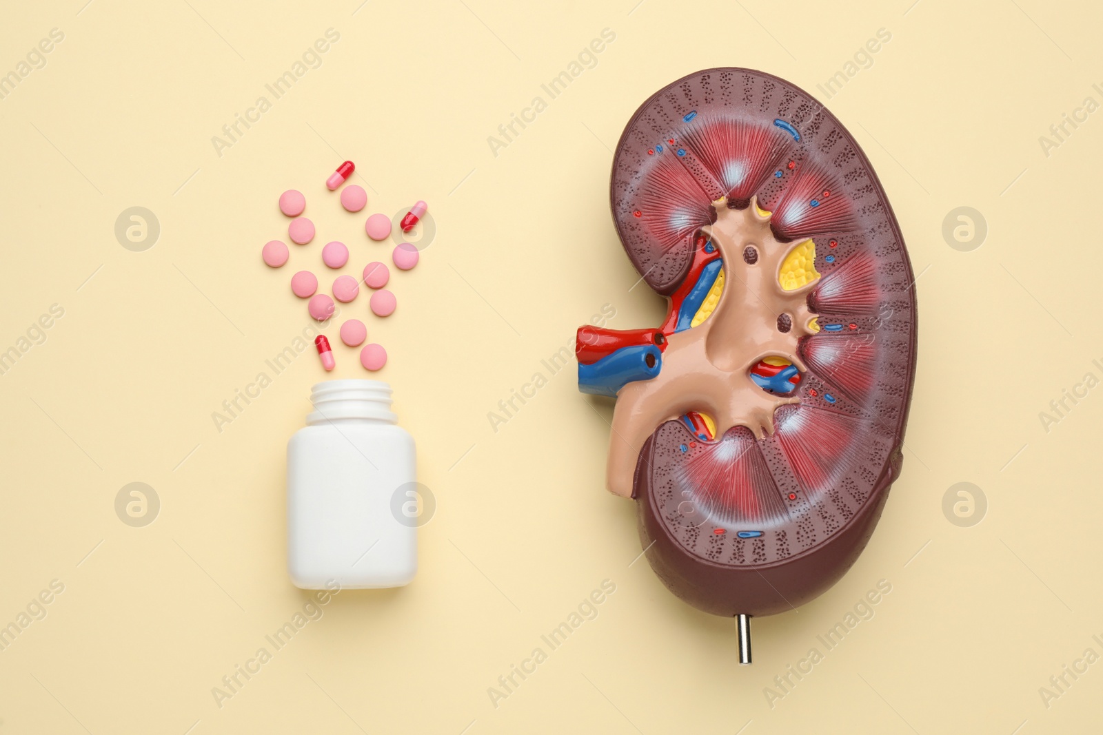 Photo of Kidney model and jar with pills on beige background, flat lay