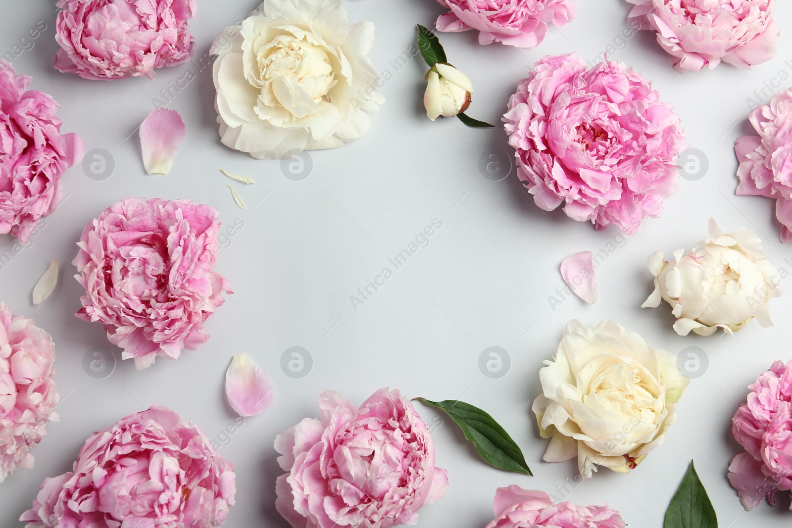 Photo of Frame made of beautiful peonies on light grey background, flat lay. Space for text