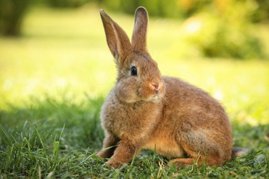 Cute fluffy rabbit on green grass outdoors