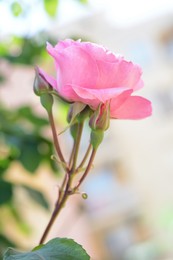 Photo of Beautiful pink rose flower with buds blooming outdoors, closeup