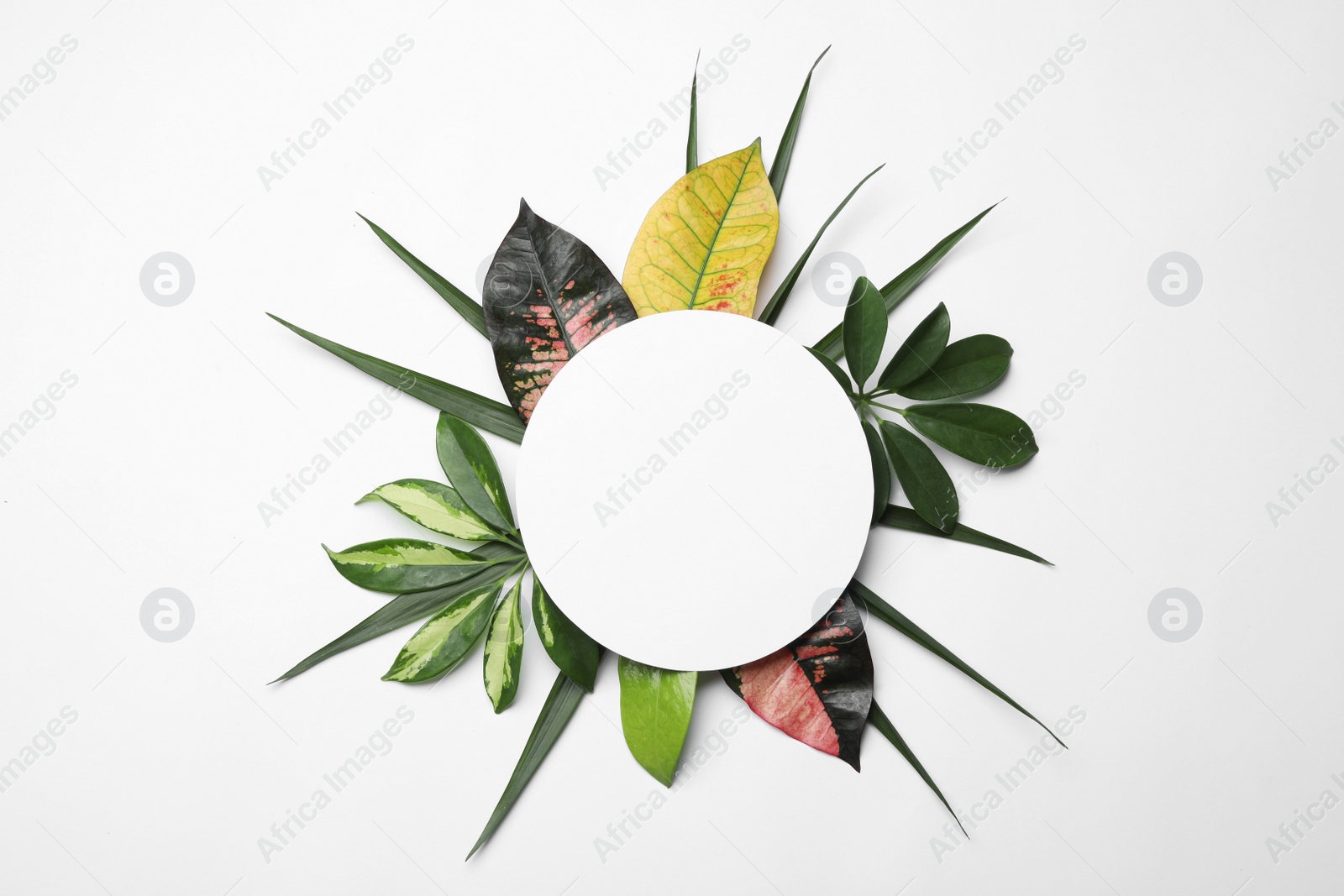 Photo of Beautiful composition with tropical leaves and blank card on white background, top view