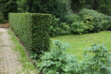 Photo of Beautiful green plants and hedge near paved pathway outdoors. Landscape design