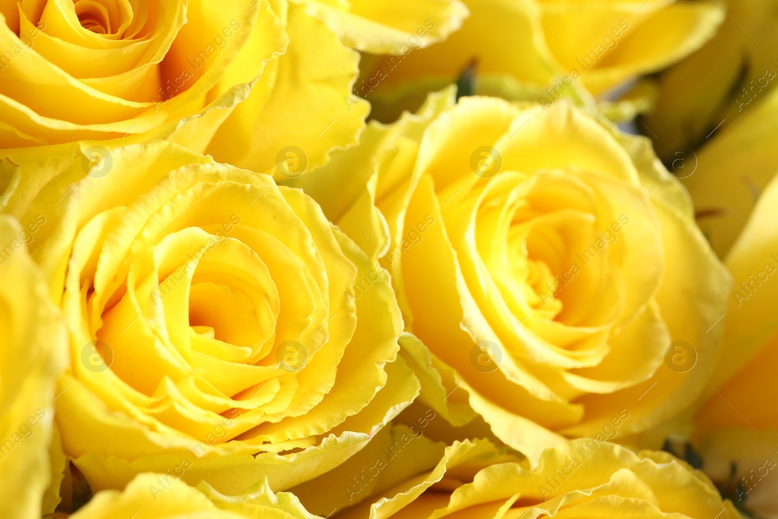 Photo of Beautiful bouquet of yellow roses as background, closeup