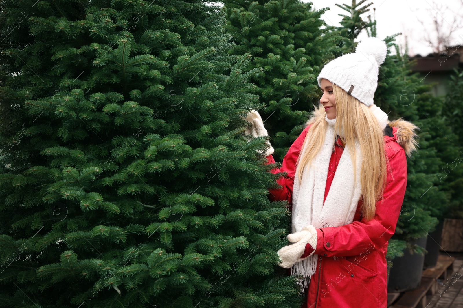 Photo of Woman choosing plants at Christmas tree farm. Space for text