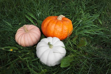 Photo of Whole ripe pumpkins among green grass outdoors, above view. Space for text
