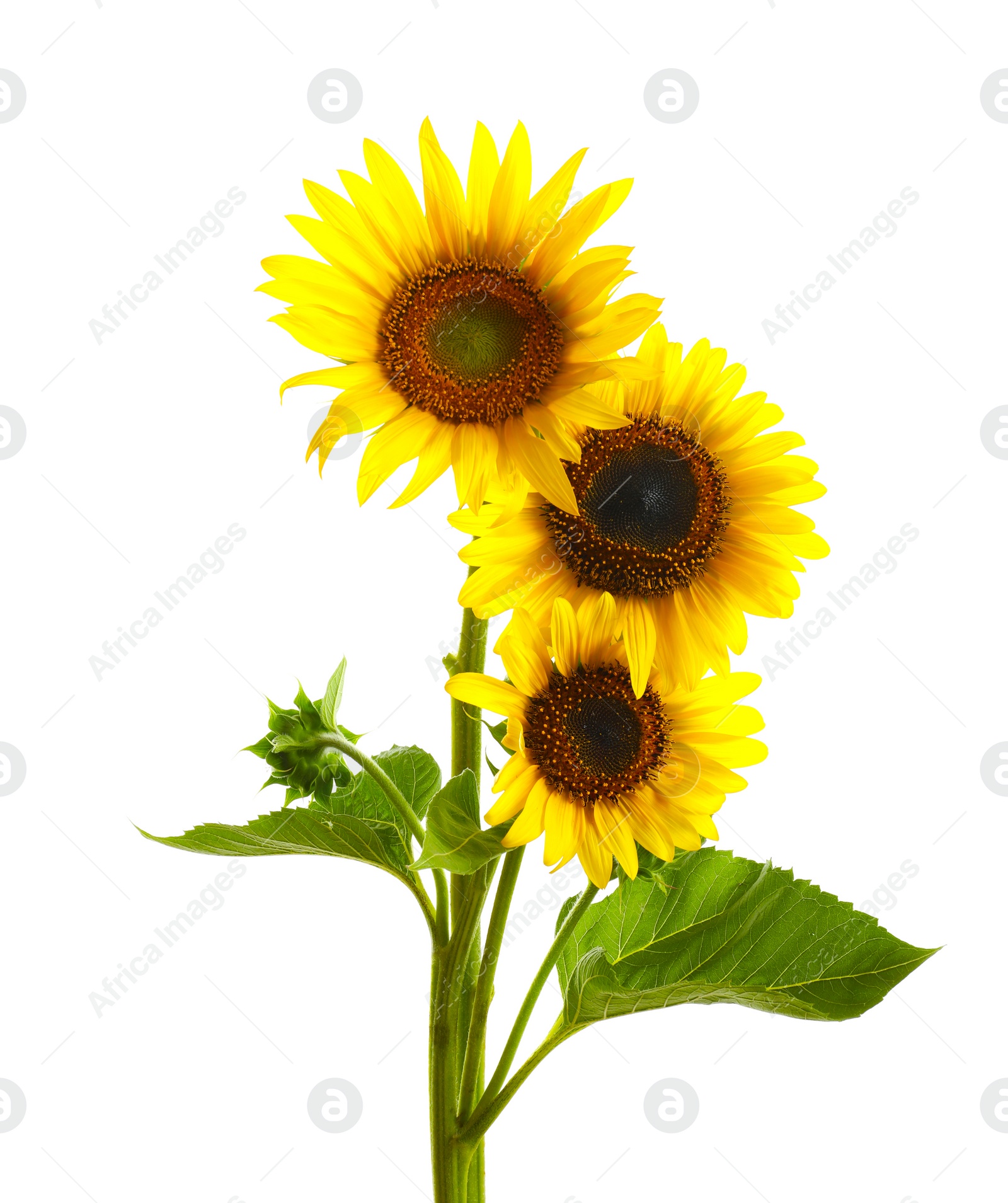 Photo of Beautiful bright yellow sunflowers on white background