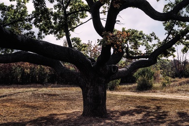 Photo of Beautiful oak with large twisted branches outdoors. Fantasy forest