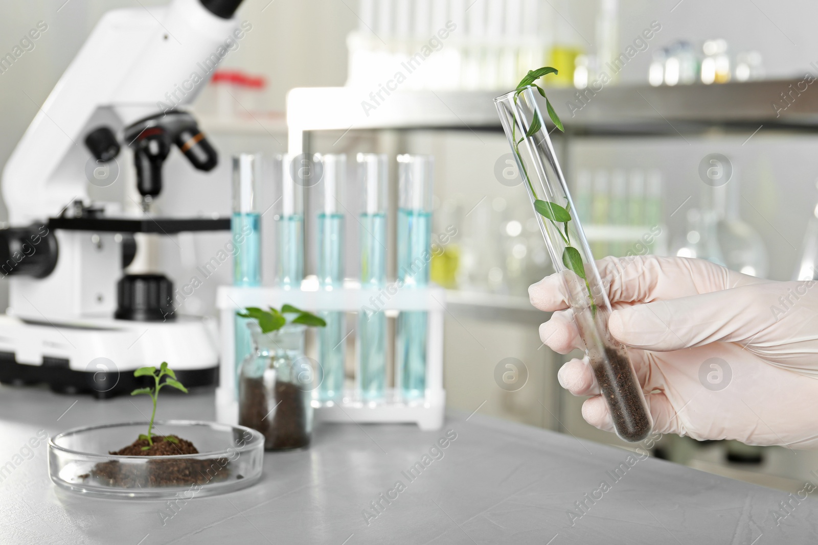 Photo of Analyst holding test tube with sprout in laboratory, closeup. Chemical analysis