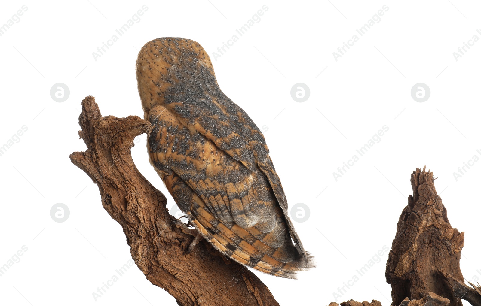 Photo of Beautiful common barn owl on tree against white background, back view