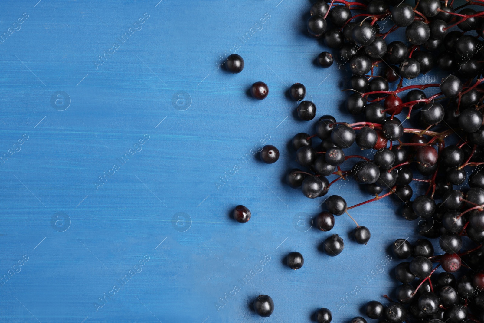 Photo of Ripe elderberries (Sambucus) on blue wooden table, flat lay. Space for text