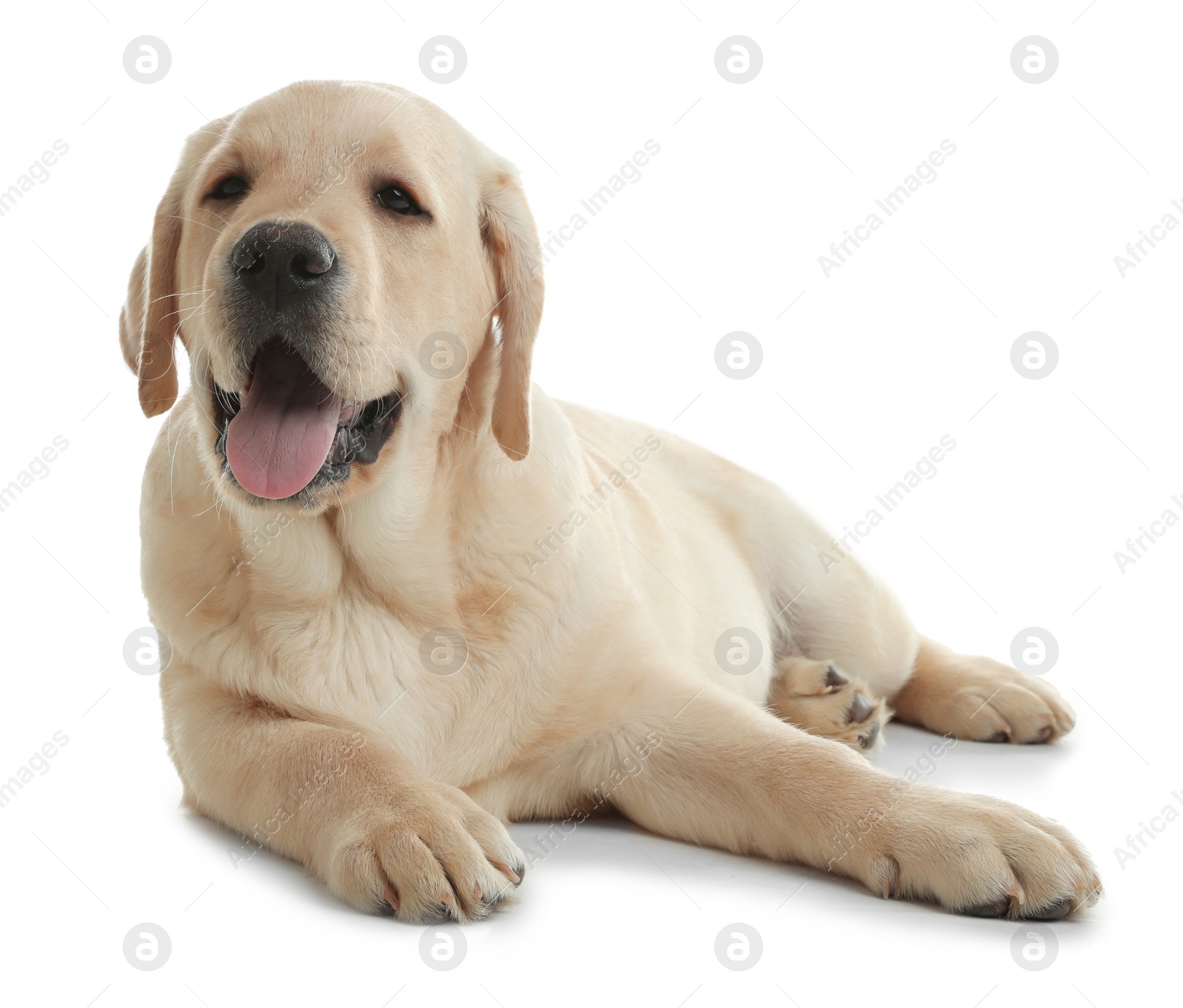 Photo of Cute yellow labrador retriever puppy isolated on white