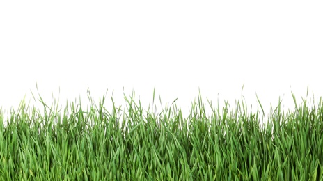 Photo of Beautiful vibrant green grass on white background