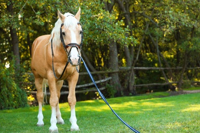 Photo of Palomino horse in bridle outdoors on sunny day