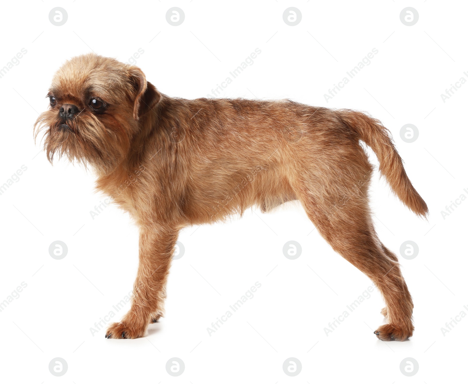 Photo of Studio portrait of funny Brussels Griffon dog on white background