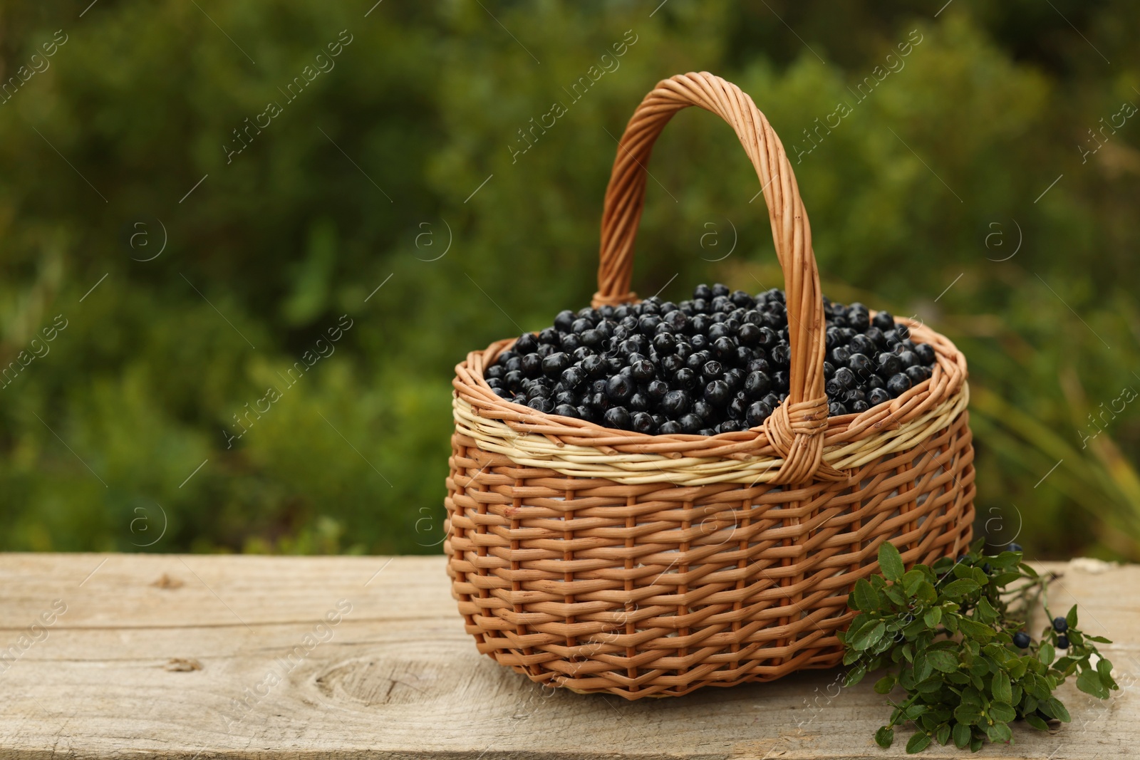 Photo of Wicker basket with bilberries on wooden table outdoors, space for text