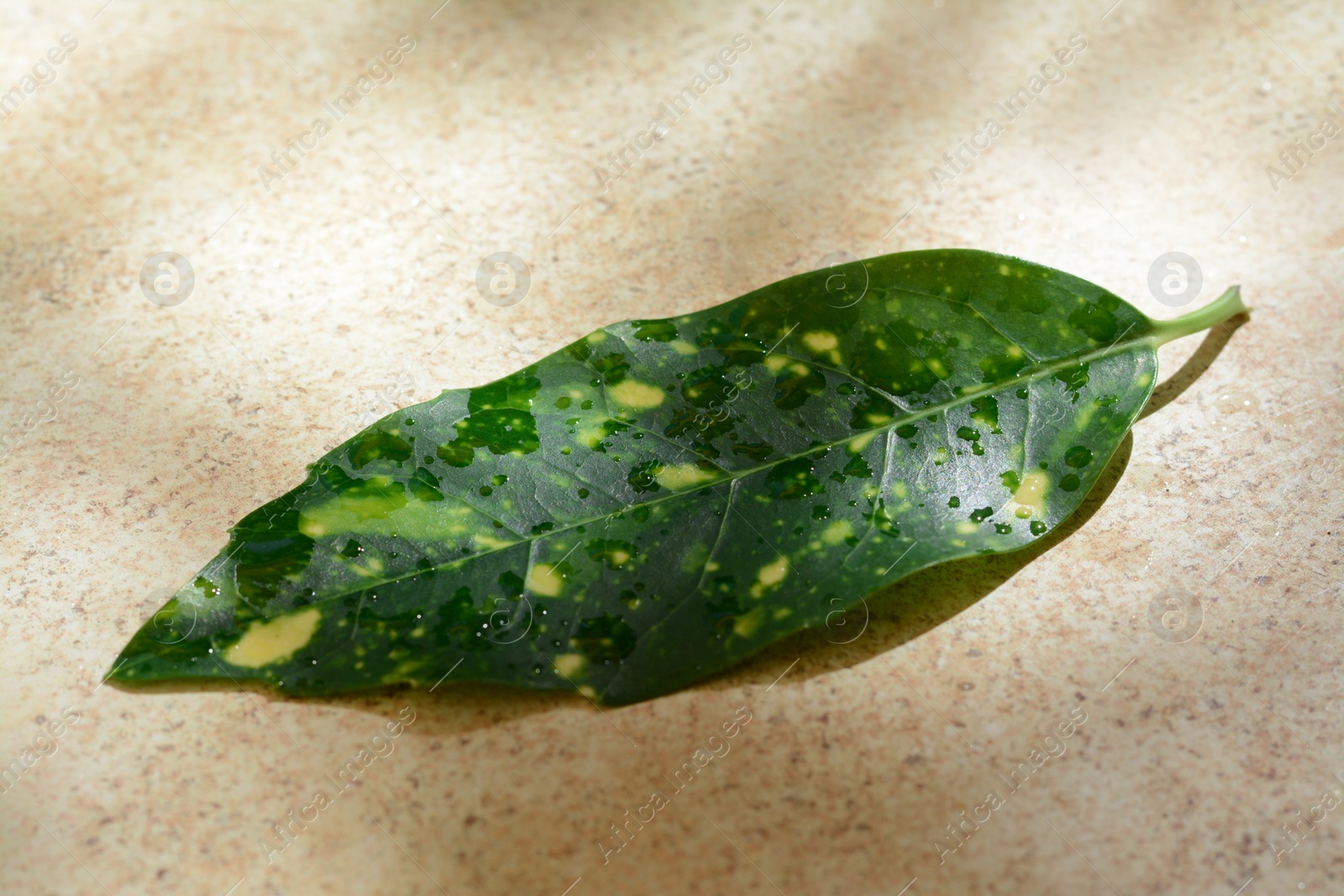 Photo of Leaf with water drops on beige background