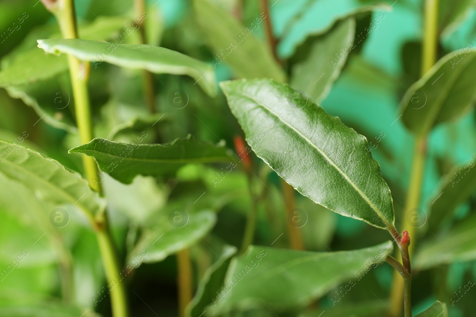 Photo of Bay tree with green leaves growing on turquoise background, closeup