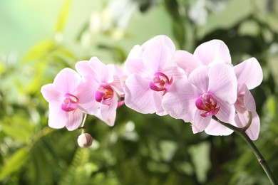 Photo of Branch of beautiful pink Phalaenopsis orchid on blurred background, closeup