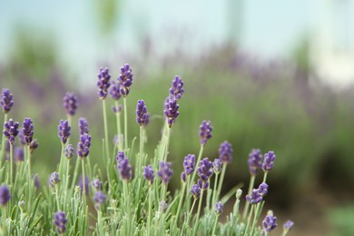 Beautiful blooming lavender growing in field, closeup. Space for text