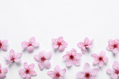 Photo of Beautiful spring tree blossoms as border on white background, top view. Space for text