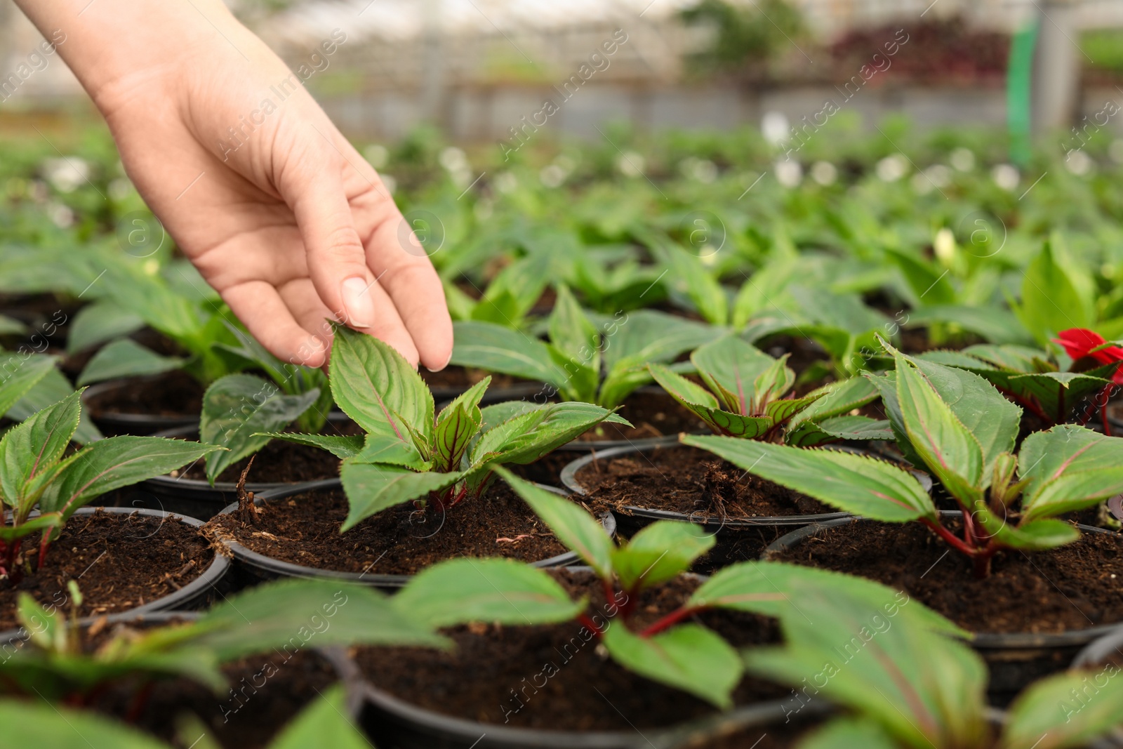 Photo of Woman taking care of seedlings in greenhouse, closeup. Space for text