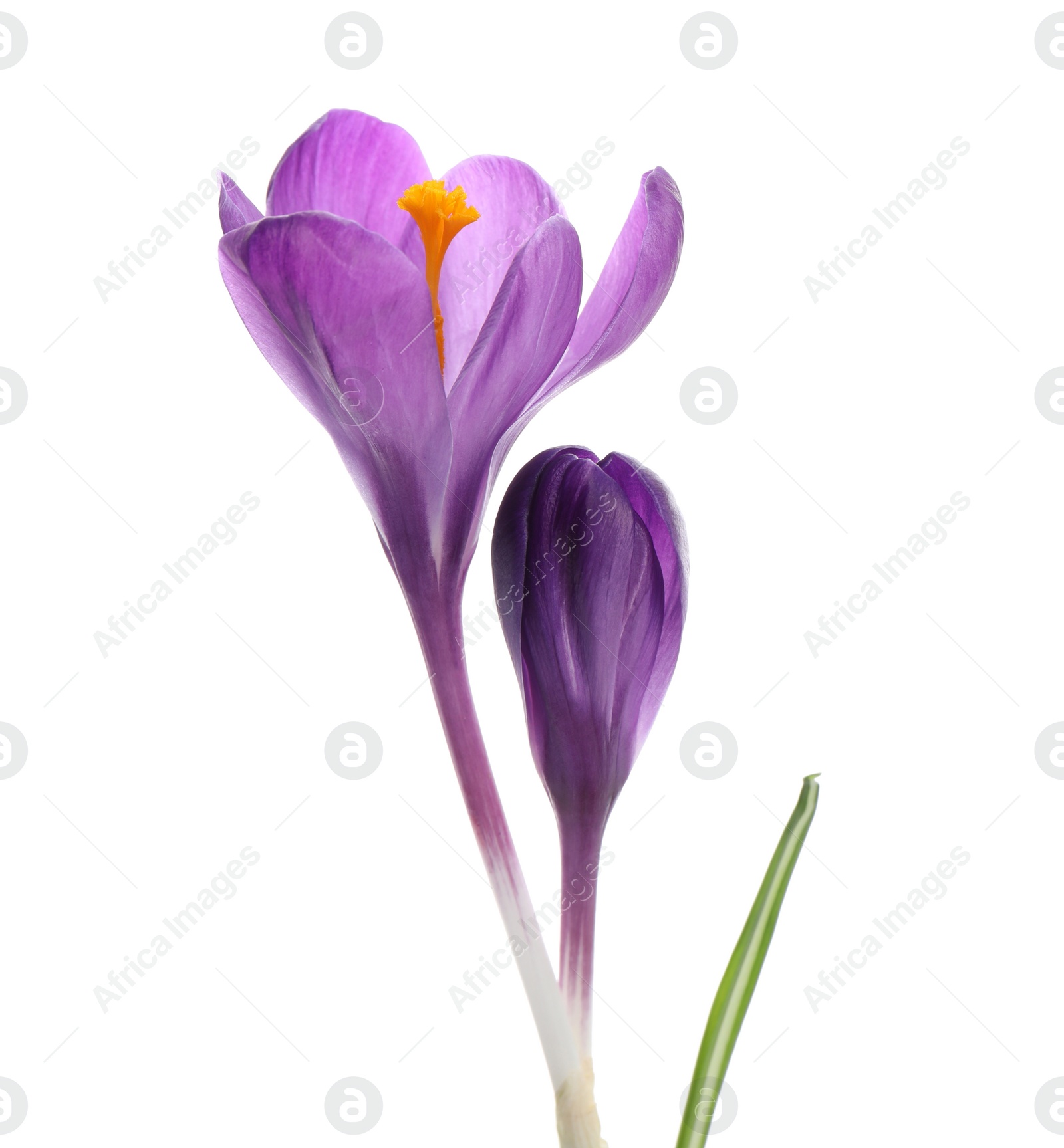 Photo of Beautiful purple crocus flowers on white background