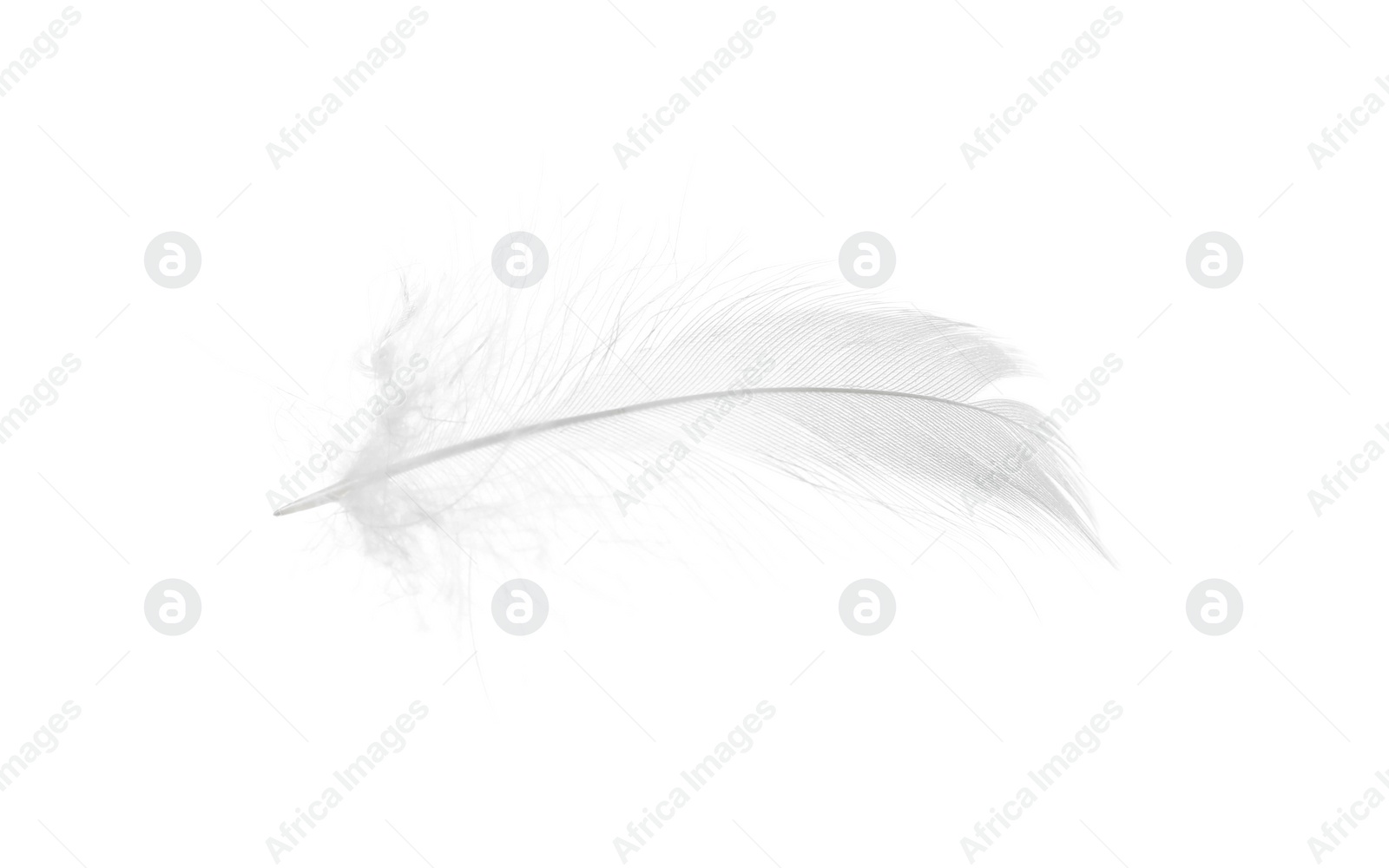 Photo of Beautiful fluffy bird feather isolated on white