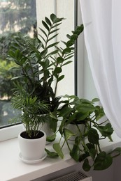 Photo of Different potted green houseplants on windowsill indoors