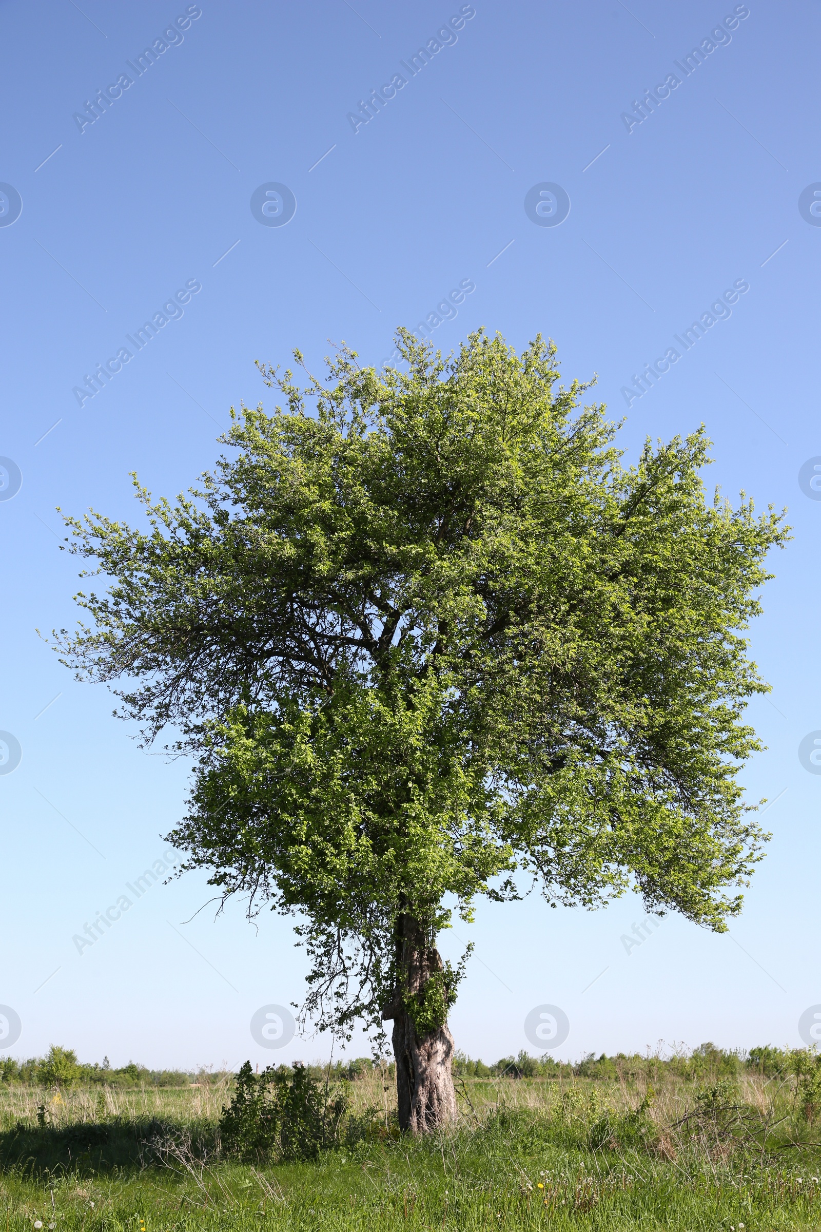 Photo of Beautiful tree growing outdoors on sunny day