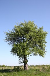 Beautiful tree growing outdoors on sunny day