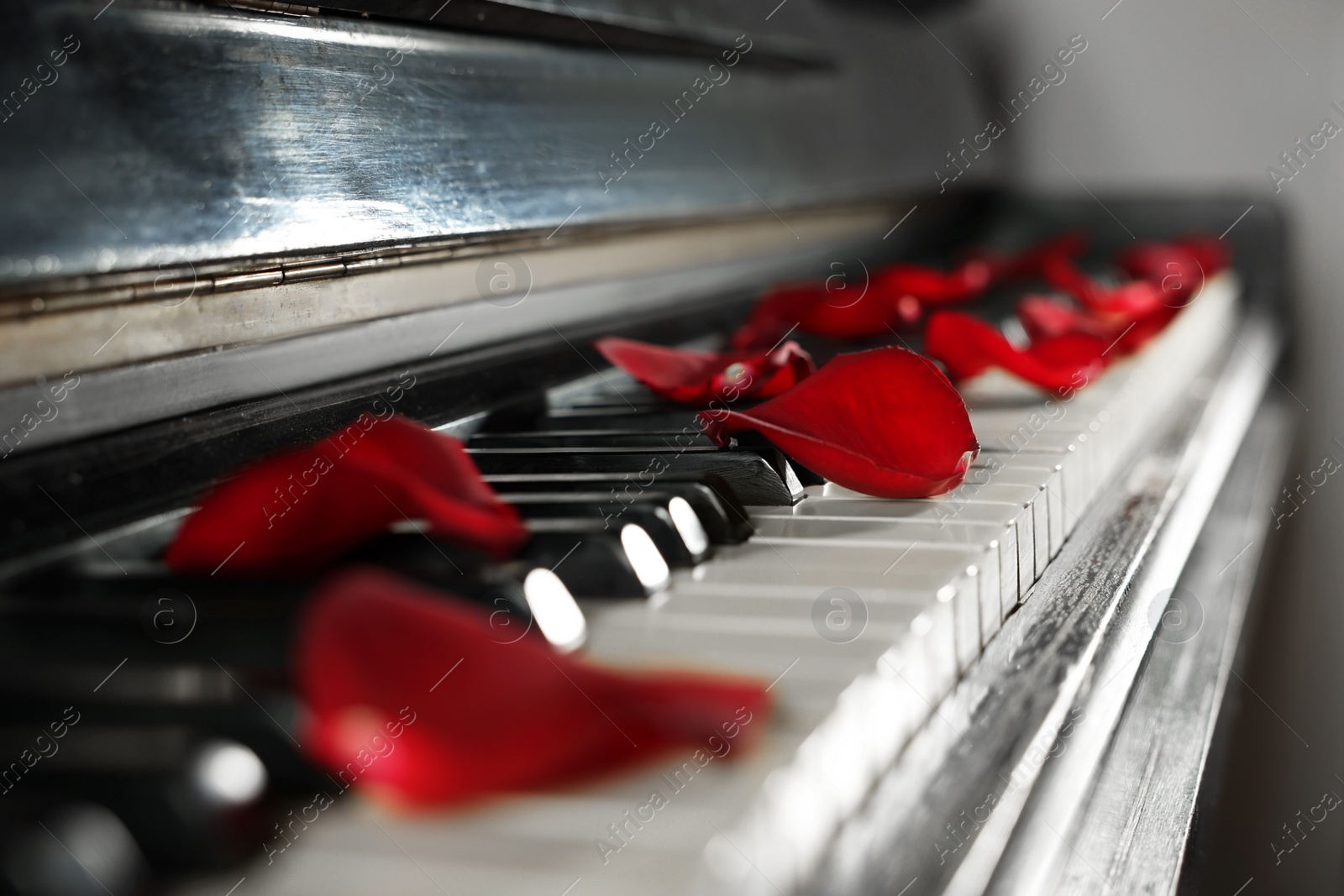 Photo of Many red rose petals on piano keys, closeup