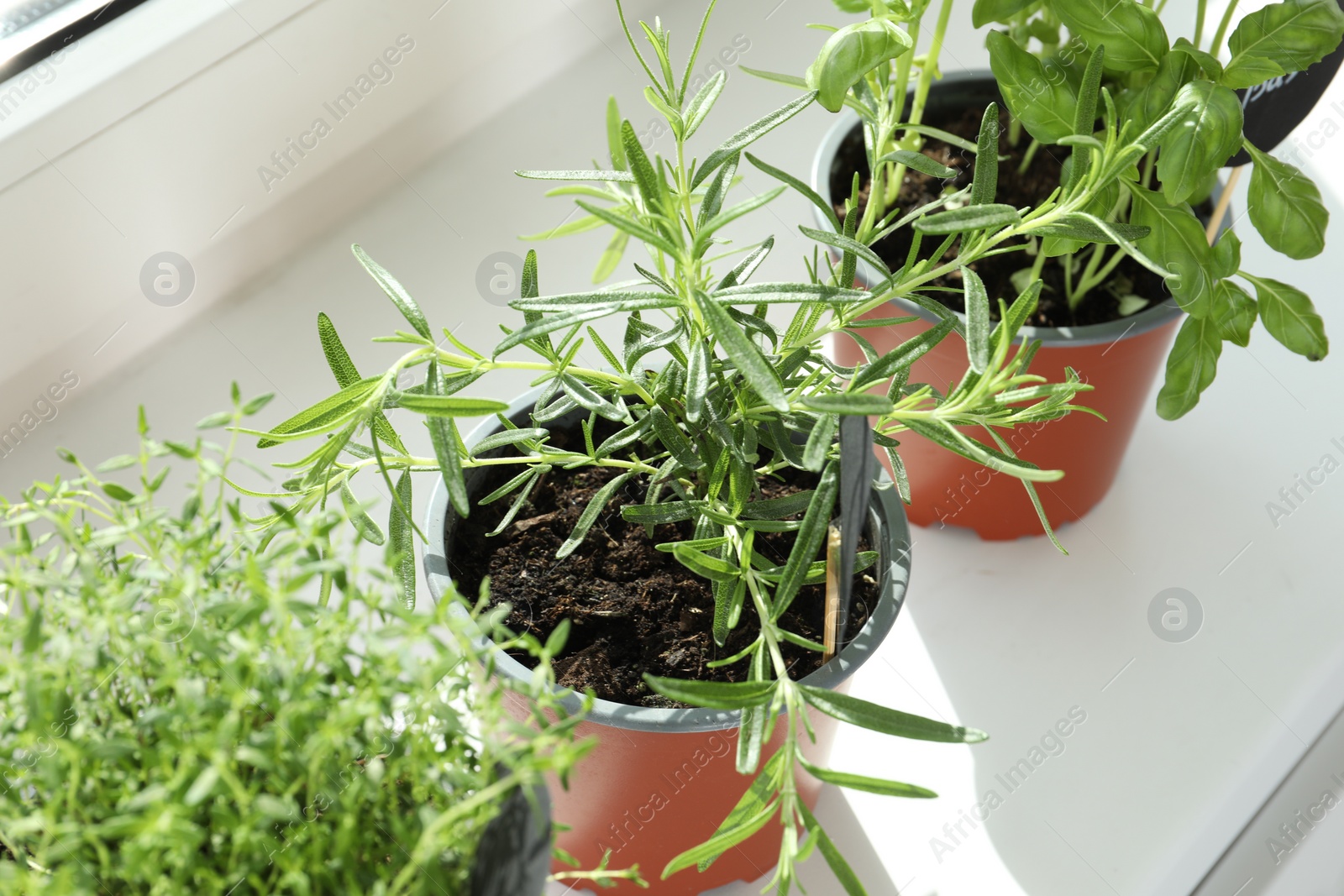 Photo of Different fresh potted herbs on windowsill indoors, closeup