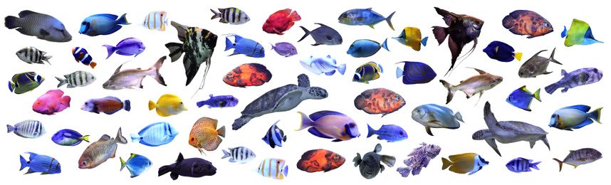 Image of Collage of different tropical fishes on white background
