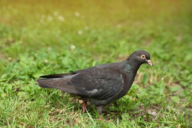Photo of Beautiful dark dove on green grass outdoors