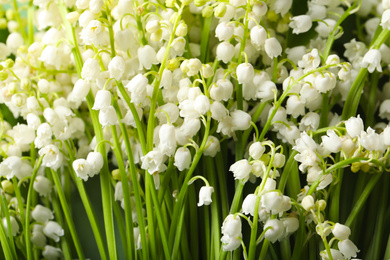 Beautiful aromatic lily of the valley flowers as background, closeup