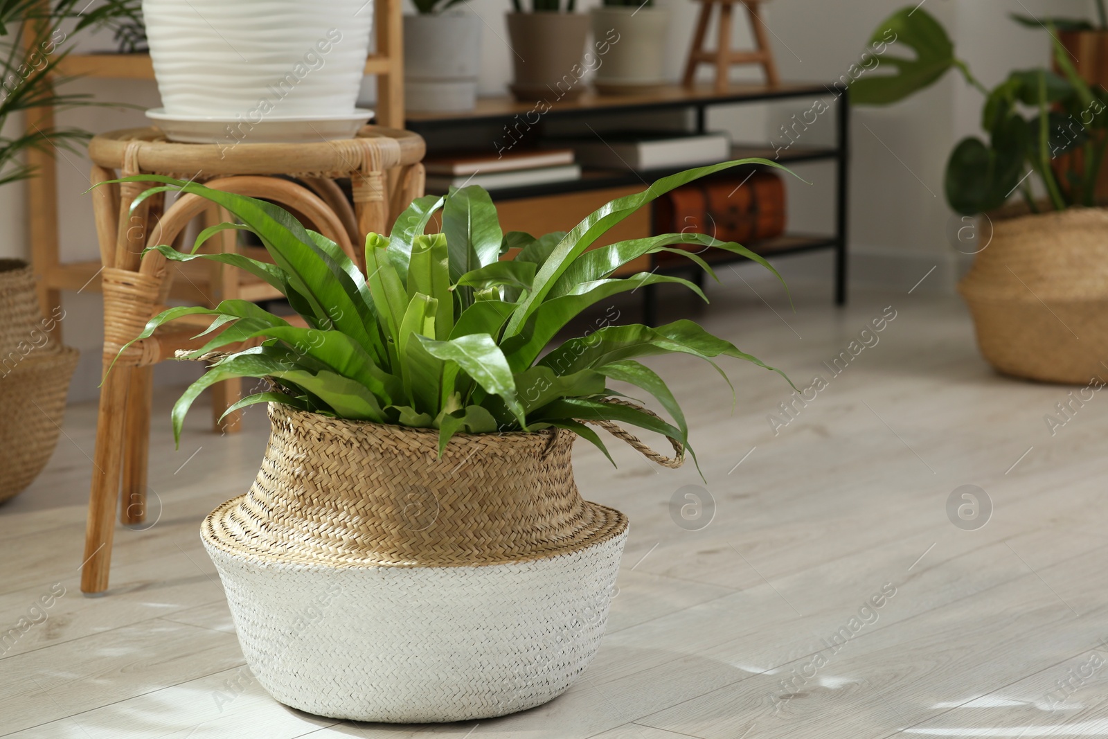Photo of Beautiful houseplant in wicker pot on floor indoors. Space for text