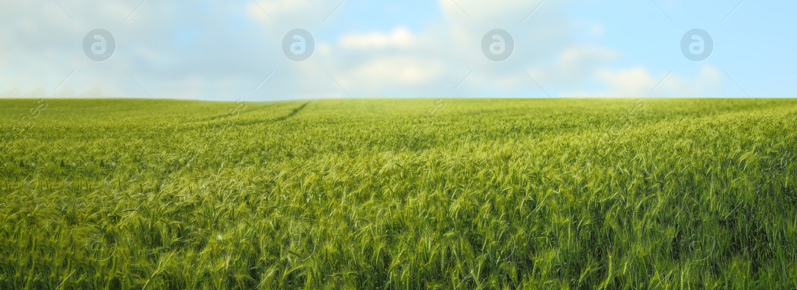 Image of Beautiful field with ripening wheat crop. Banner design