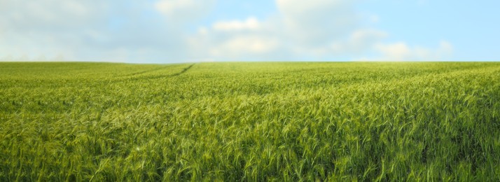 Image of Beautiful field with ripening wheat crop. Banner design