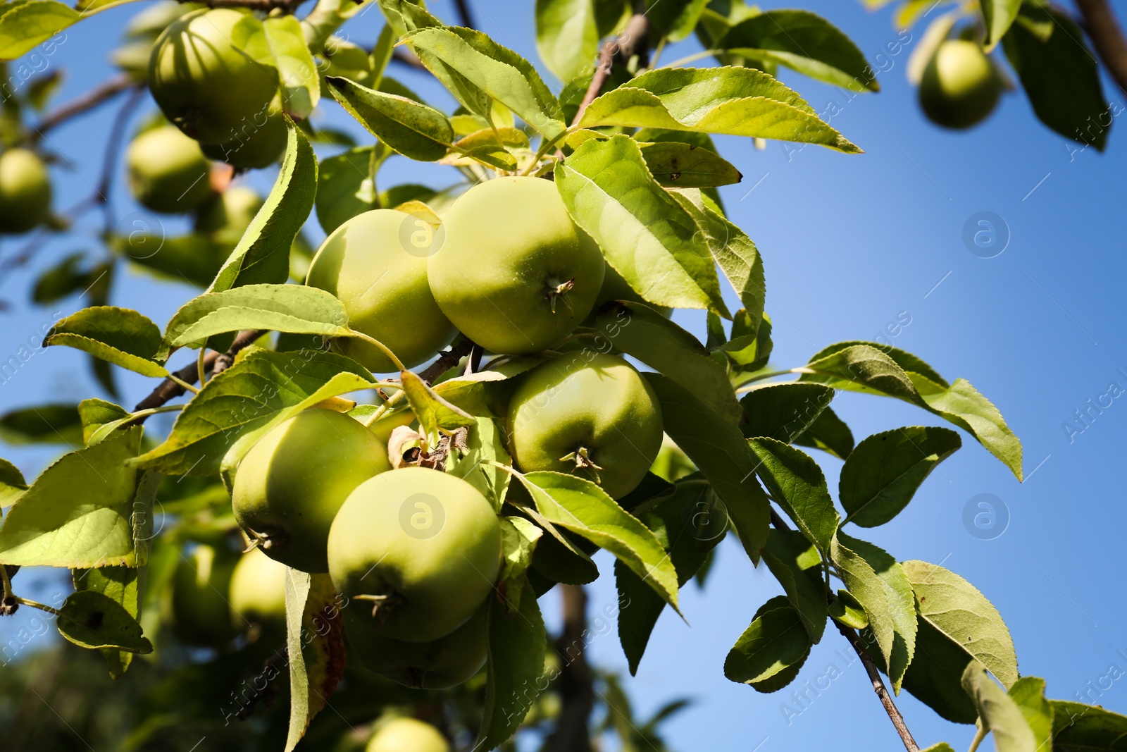 Photo of Apple tree with fresh and ripe fruits on sunny day