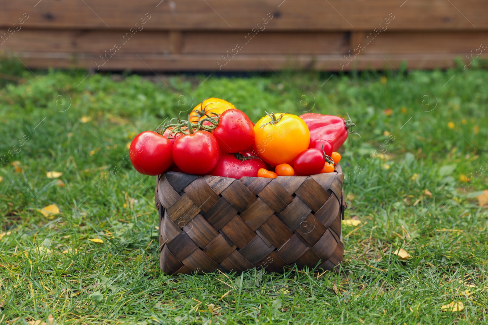 Photo of Basket of fresh tomatoes on green grass outdoors