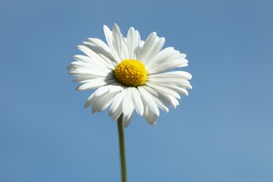 Photo of Beautiful daisy flower against blue sky outdoors, closeup view