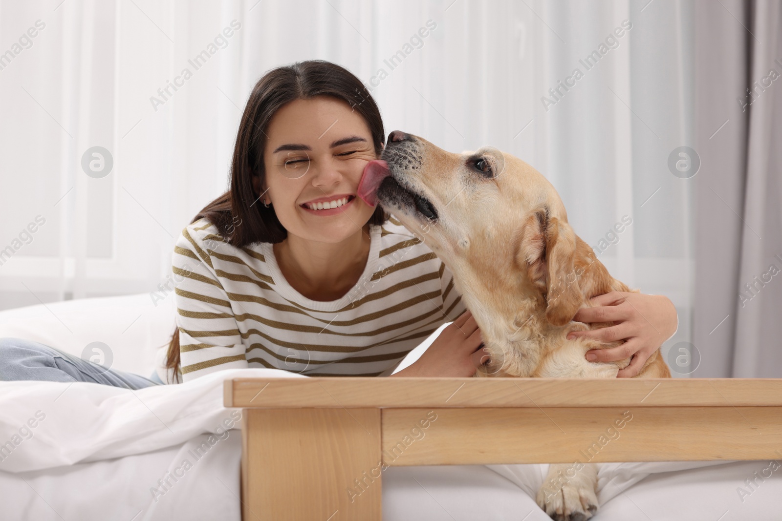 Photo of Happy woman with cute Labrador Retriever on bed at home