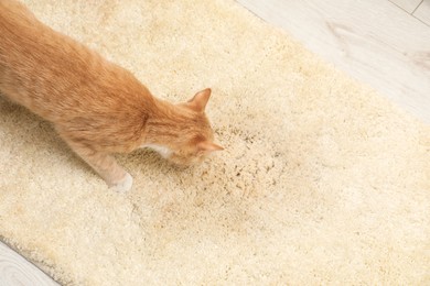 Photo of Cute cat sniffing wet spot on beige carpet at home, top view. Space for text