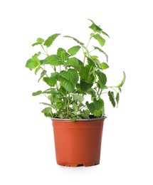Photo of Aromatic green potted lemon balm plant isolated on white