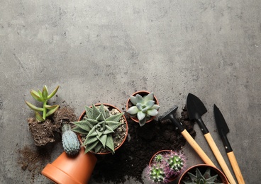 Photo of Home plants, pots and gardening tools on grey background, flat lay. Space for text