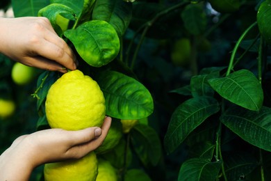 Photo of Woman picking ripe lemon from branch outdoors, closeup