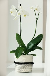 Blooming white orchid flower in pot on windowsill