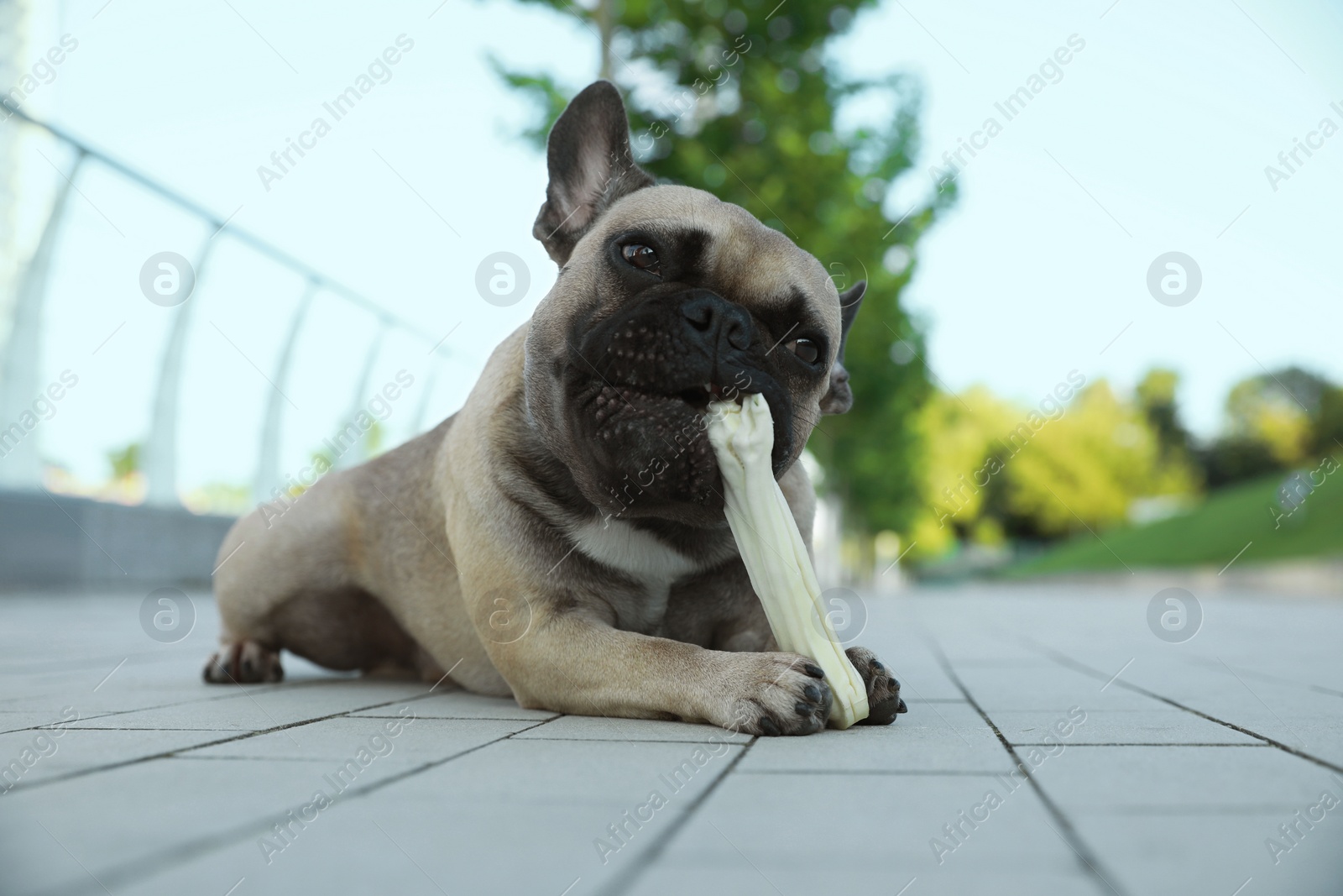 Photo of Cute French bulldog gnawing bone treat outdoors. Lovely pet