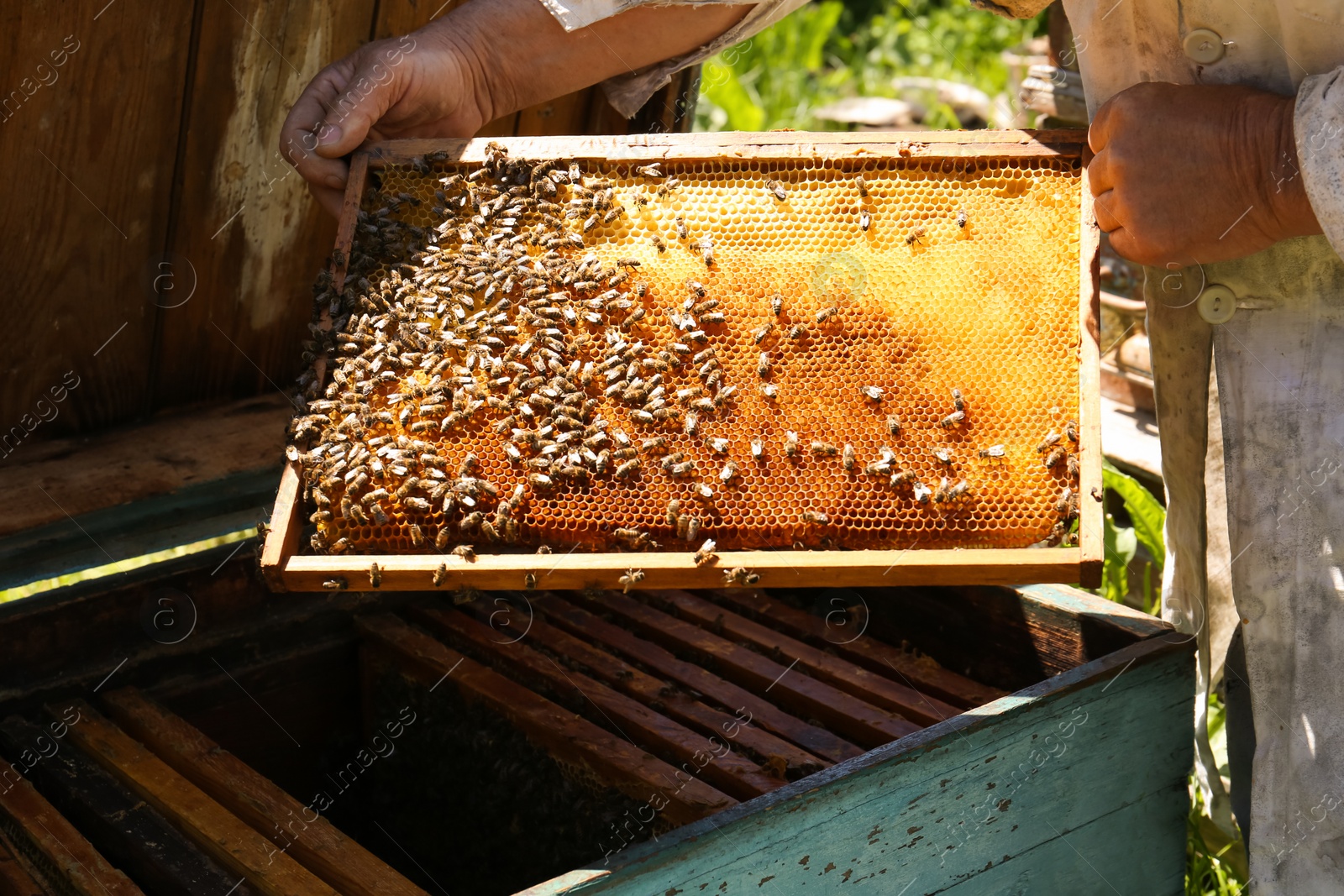 Photo of Beekeeper in uniform with comb frame at apiary, closeup