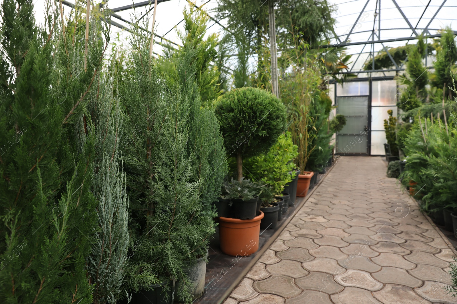 Photo of Potted coniferous plants at Christmas tree market